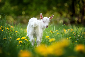 Obraz premium Goat on a pasture