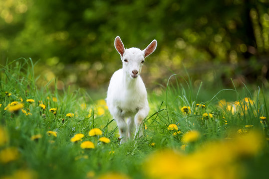 Goat on a pasture