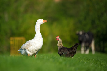 White goose, chicken and cow on meadow