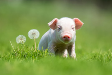 Newborn piglet on spring green grass on a farm © byrdyak