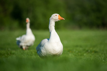 White goose on green grass