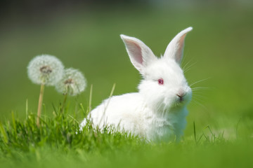 Baby white rabbit in grass