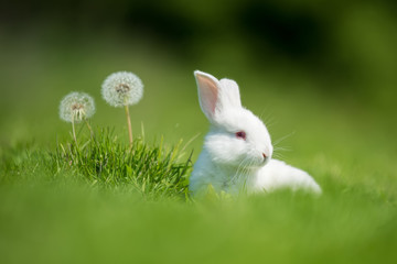 Fototapeta premium Baby biały królik w trawie