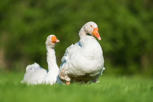 White goose on green grass