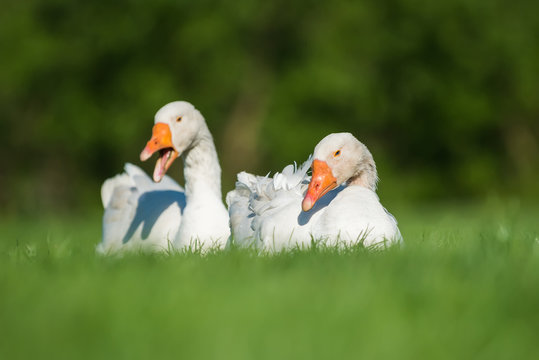 White goose on green grass