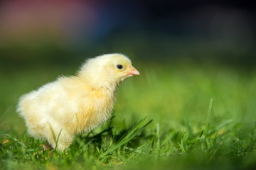 Little chicken on the grass