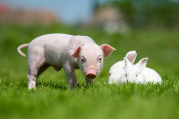 Piglet and white rabbit on spring green grass on a farm