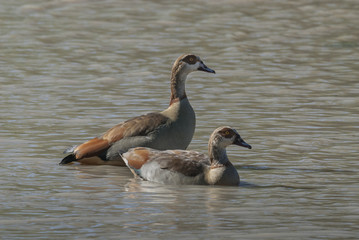 Egyptian goose {Alopochen aegyptiaca} Kruger National Park, South africa