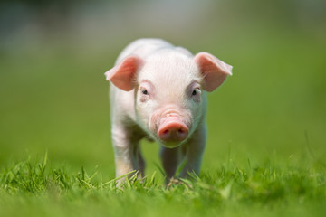 Newborn piglet on spring green grass on a farm