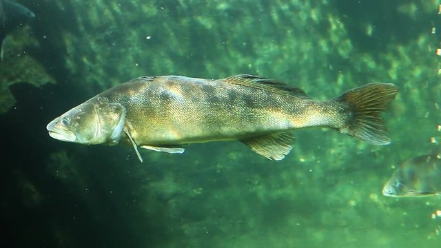Huge Walleye, Zander or Pike-perch (Sander lucioperca). Underwater video of fresh water fish. Animals in nature.