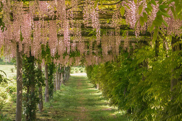 Tunnel o viale con il glicine rosa in un incantevole giardino
