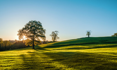 A lonely tree on a green meadow, a vibrant rural landscape with blue sky