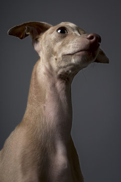 Portrait of little italian greyhound dog