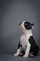 Boston terrier puppy posing in grey studio background.