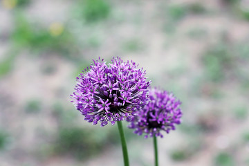Bow. Allium. Violet bow. Garden.