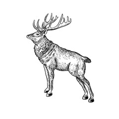 Vector illustration of vintage black and white deer in isolated background