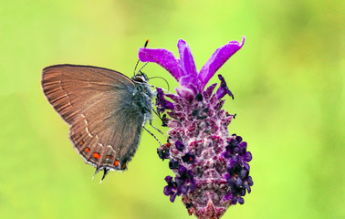 Butterfly in nature