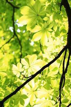 Green chestnut leaves on tree