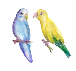 Watercolor tropical bird illustration set.