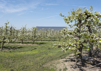 apple blossom in dutch orchard with solar panels on barn in the background