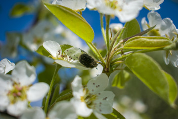 Fototapeta premium May bug on a flowering tree
