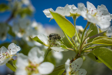 May bug on a flowering tree