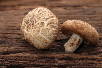 Ceps Mushroom Boletus over Wooden Background.