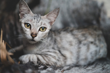 Closeup of beautiful gray cat with yellow eyes