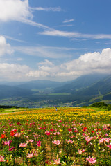 Fototapeta premium 白馬岩岳ゆり園／長野県白馬村