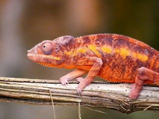 Caméléon