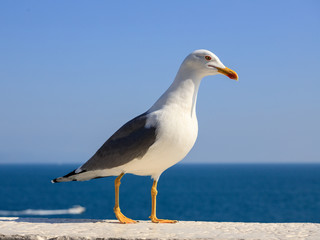 Obraz premium gabbiano