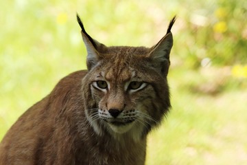 Fototapeta premium Portrait of an European lynx, the third largest predator in Europe