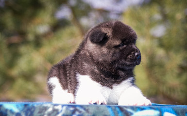 Akita  puppy posing outside. Young american  akita