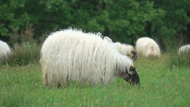 sheep ewe pastures in countryside nature 