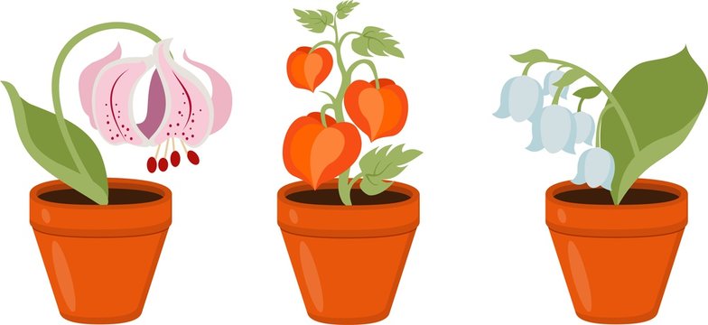 Colorful flowers in pots Vector