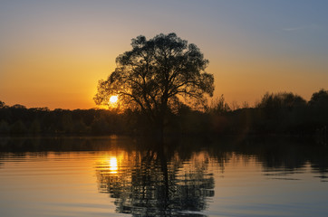 Black tree and orange sun are reflecting in the water at sunset