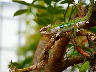 Caméléon