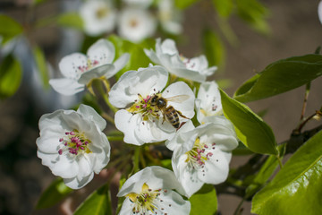 a bee collects nectar on a flowering tree