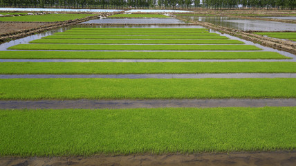Cultivated rice in the fields