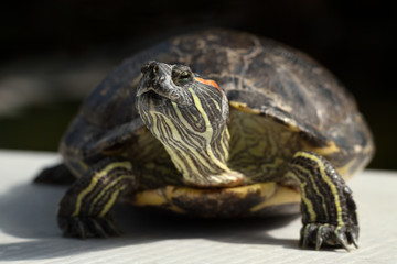 Fototapeta premium Turtle on the grey surface.