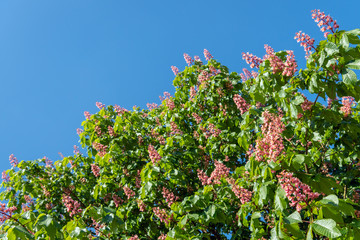 Flowering red horse-chestnut tree  against a blue sky