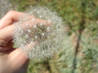 White fluffy dandelion in the hands of the girl. Spring pollen of flowers.