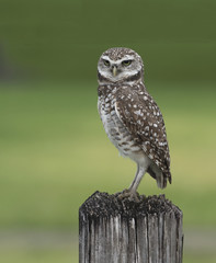 Brown and white burrowing owl with yellow eyes is standing guard on a rough wooden pole against a blurred green background.