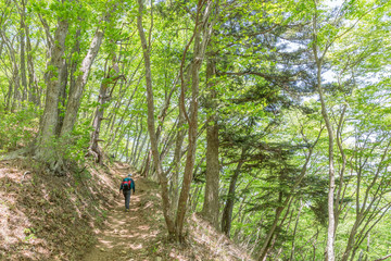 新緑の登山道