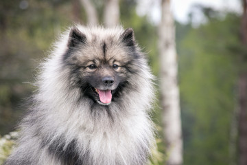 Keeshond dog outside. Big spitz in nature.