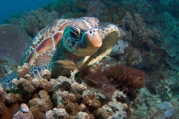Sea turtle close up over coral reef 