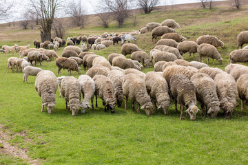 Fototapeta premium Sheep and goats graze on green grass in spring 