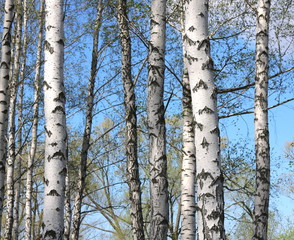 Fototapeta premium birch trees with white bark in spring in birch grove