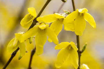 Yellow flowers of forsythia tree, spring gentle artistic image.