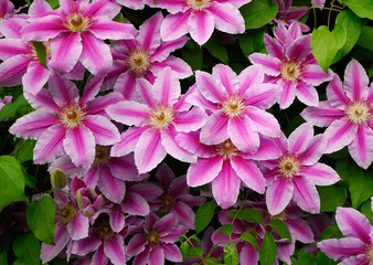 DECORATIVE FLOWERS OF THE CLEMATIS IN THE SPRING GARDEN .